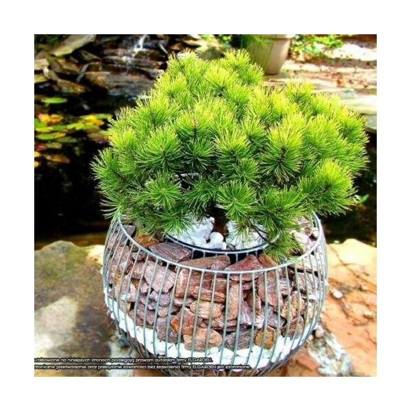 ✅Donica Gabionowa Olimpia Basic L  - Stonesgarden.pl ®