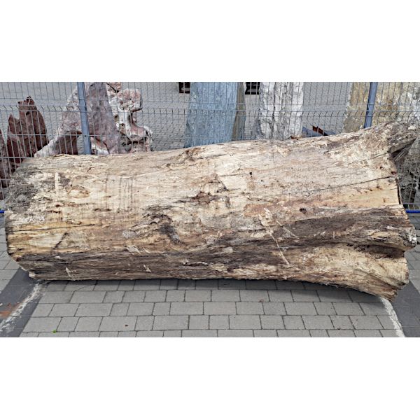 Pień/ Kłoda Topola ⌀112cm x 2,4m:...