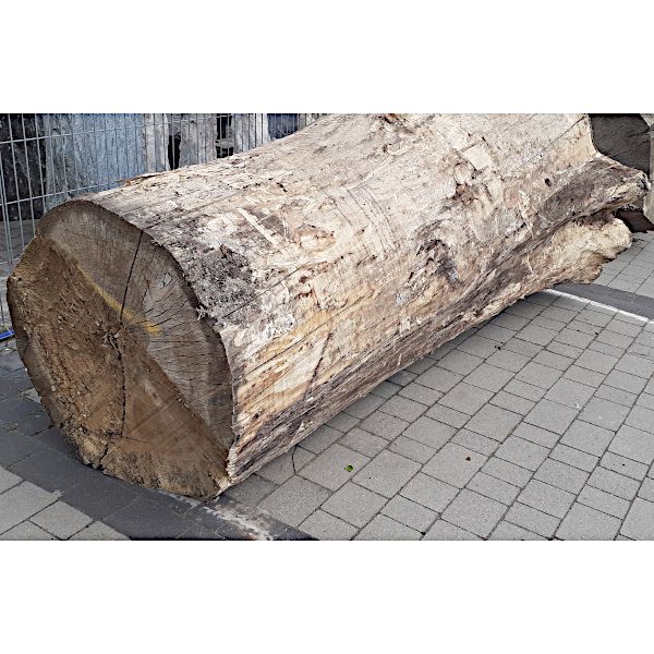 Pień/ Kłoda Topola ⌀112cm x 2,4m:...