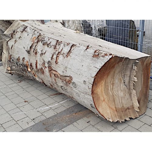 Pień/ Kłoda Buk ⌀50cm x...