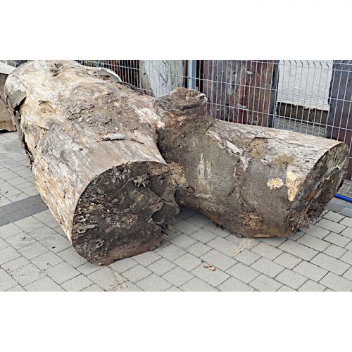 Pień/ Kłoda Buk ⌀45cm x...