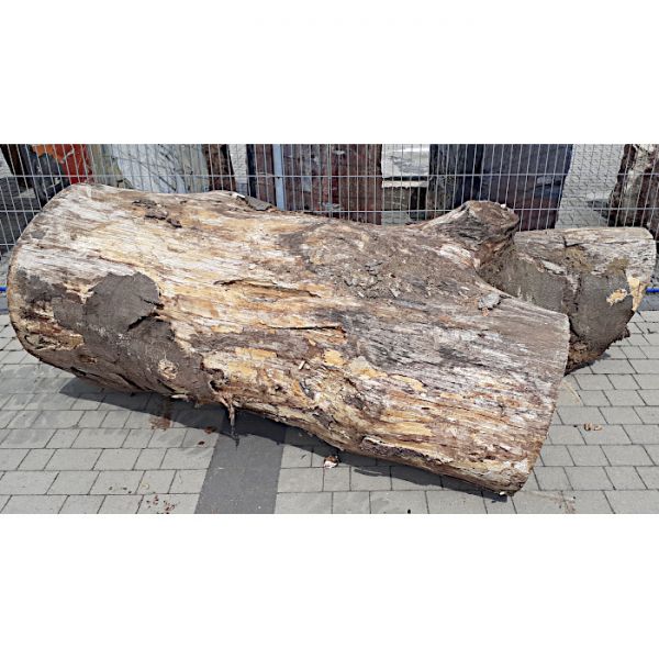 Pień/ Kłoda Buk ⌀90cm x 2,4m:...