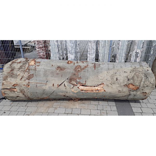 Pień/ Kłoda Jesion ⌀80cm x 2,4m:...