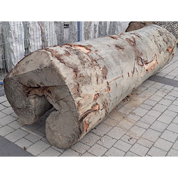 Pień/ Kłoda Jesion ⌀80cm x 2,4m:...