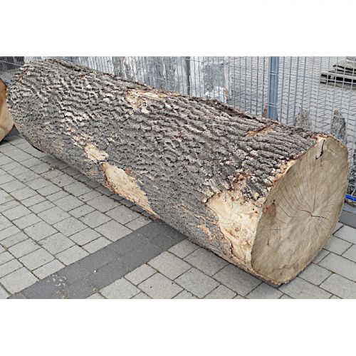 Pień/ Kłoda Buk ⌀42cm x...