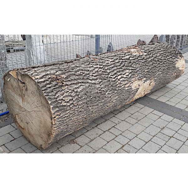 Pień/ Kłoda Buk ⌀84cm x 2,4m:...