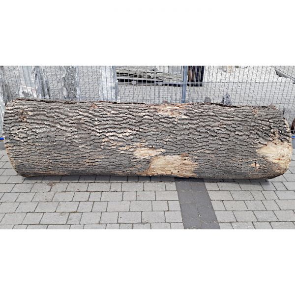Pień/ Kłoda Buk ⌀84cm x 2,4m:...