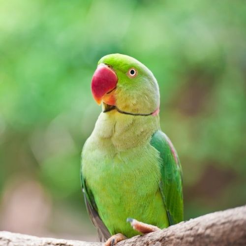 ✅VL-African Parakeet Loro Parque Mix 1kg - pokarm dla średnich afrykańskich papug -Stonesgarden.pl®