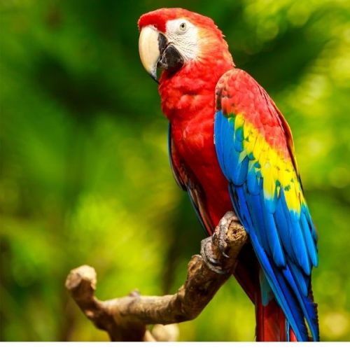 ✅VL-Prestige Sticks Big Parakeets Exotic Fruit 140g - Kolby Z Owocami Egzotycznymi Dla Średnich Papug-Stonesgarden.pl®