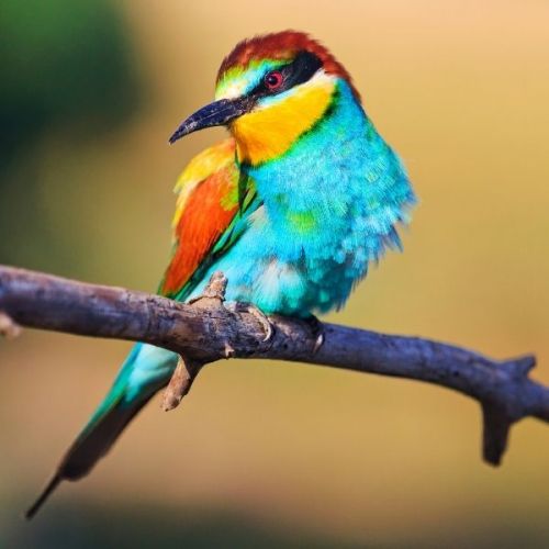 ✅VL-Tropical Finches 1kg - Pokarm Dla Małych Ptaków Egzotycznych- Stonesgarden.pl®