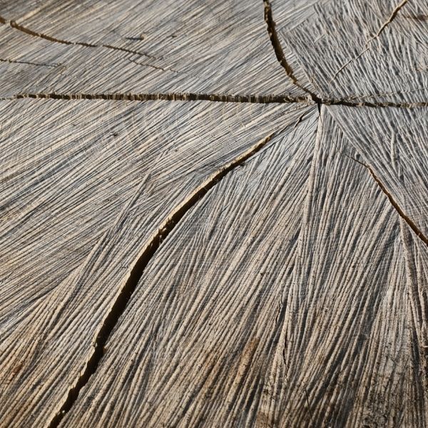 Pień/ Kłoda Jesion ⌀77cm x 1,3m:...