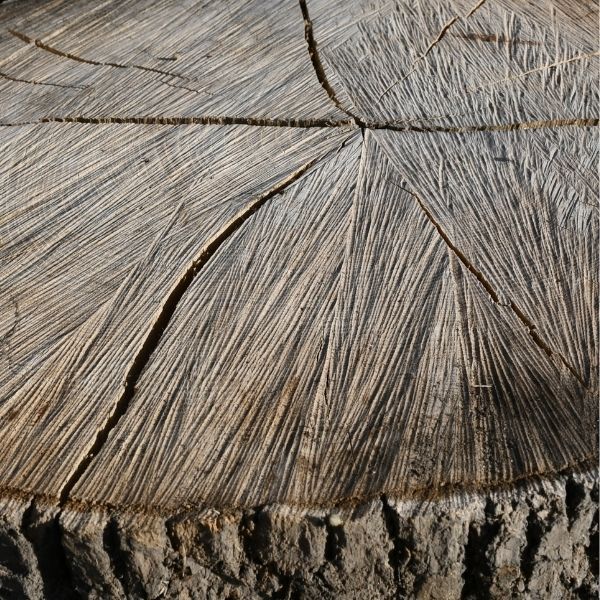 Pień/ Kłoda Jesion ⌀77cm x 1,3m:...