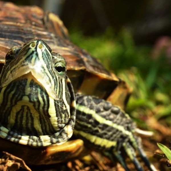 Podłoże Do Terrarium Drewienka Z Jabłoni