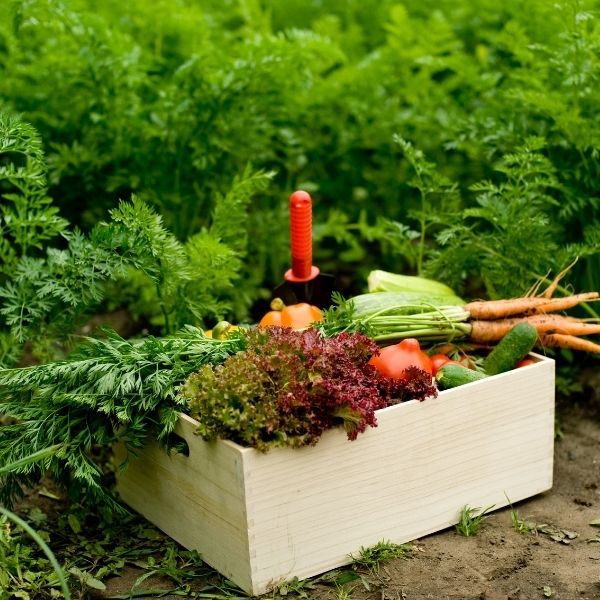 VILA Obornik Granulowany Naturalny