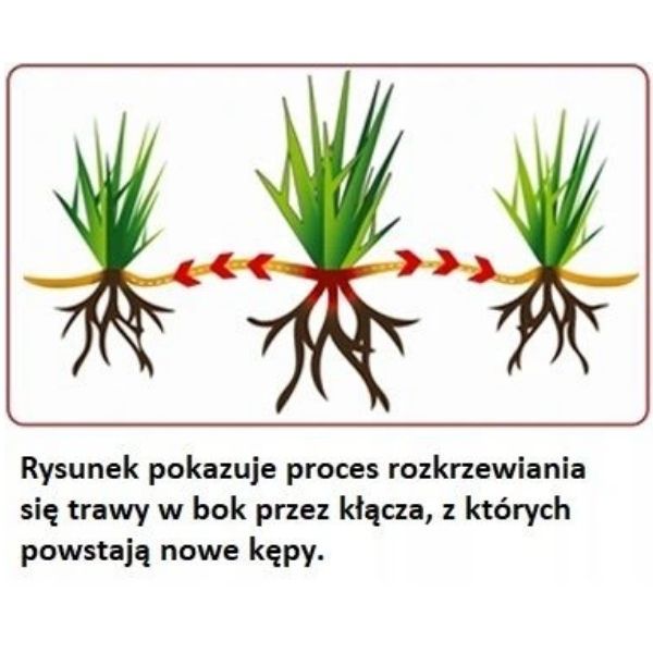 Trawa Samozagęszczająca Sportowa...